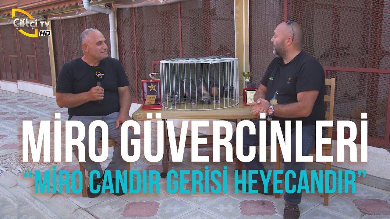 Miro Güvercinleri 