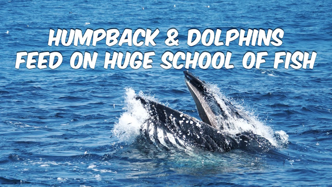 Humpback Whale Surface Lunge Feeding on Huge School of Fish Alongside Dolphins off Dana Point, CA