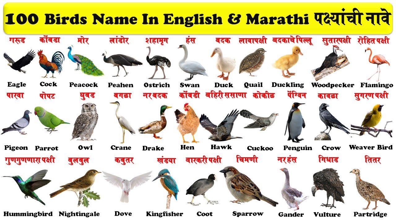 100 birds name in english and marathi with pictures and pdf | 100 पक्ष्यांची नावे |