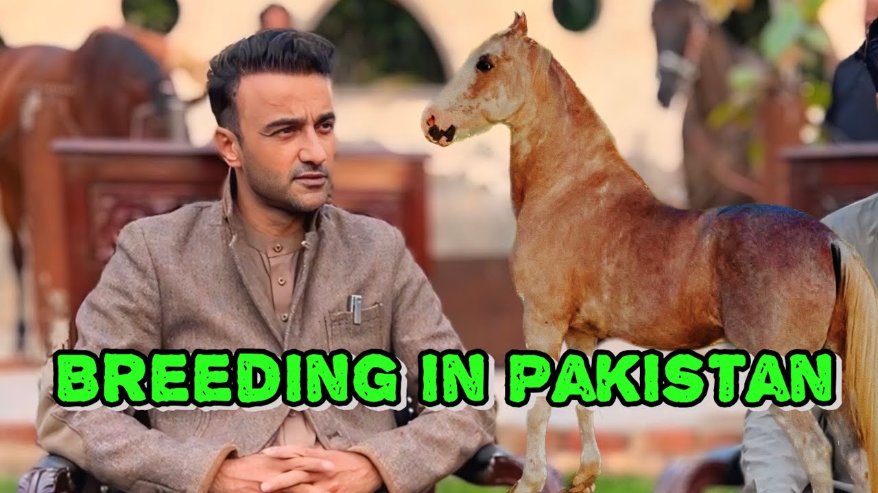 Horse Breeding in Pakistan #horse #horsebreeds