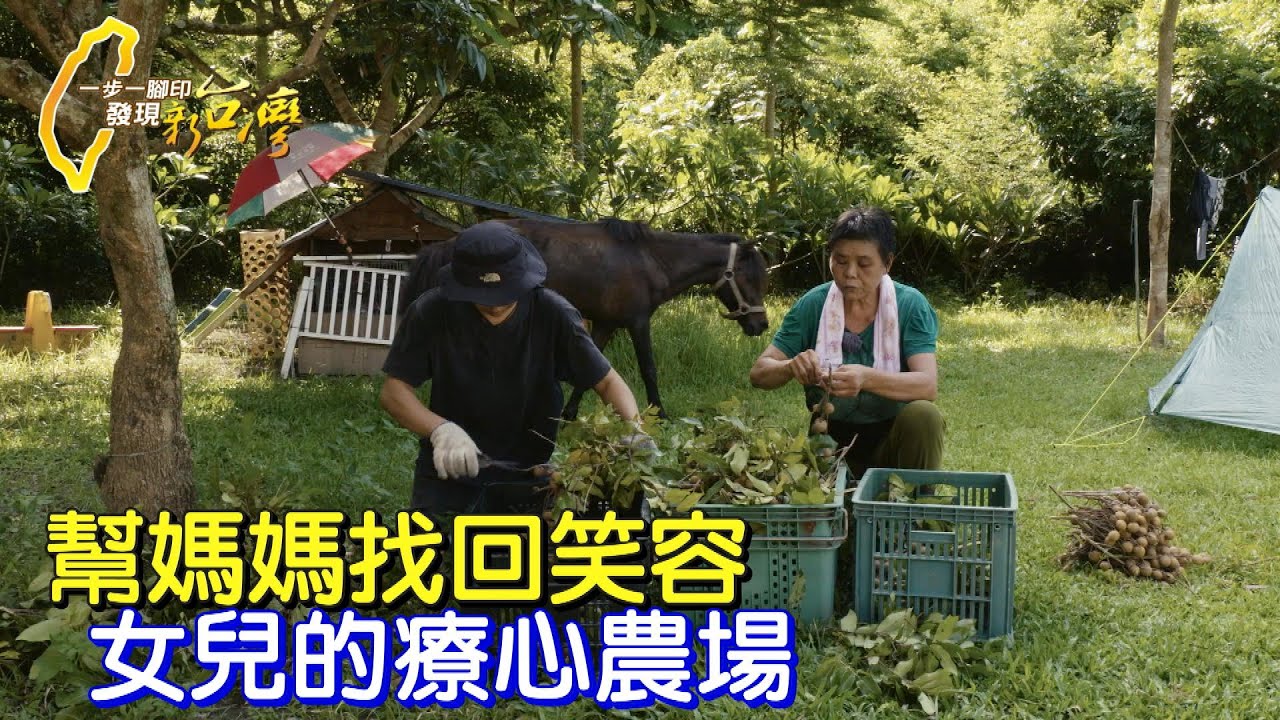 【台南】為了一年沒笑容的媽媽！ 女兒放棄遊學夢回台南東山種龍眼 打造療心農場 #一步一腳印