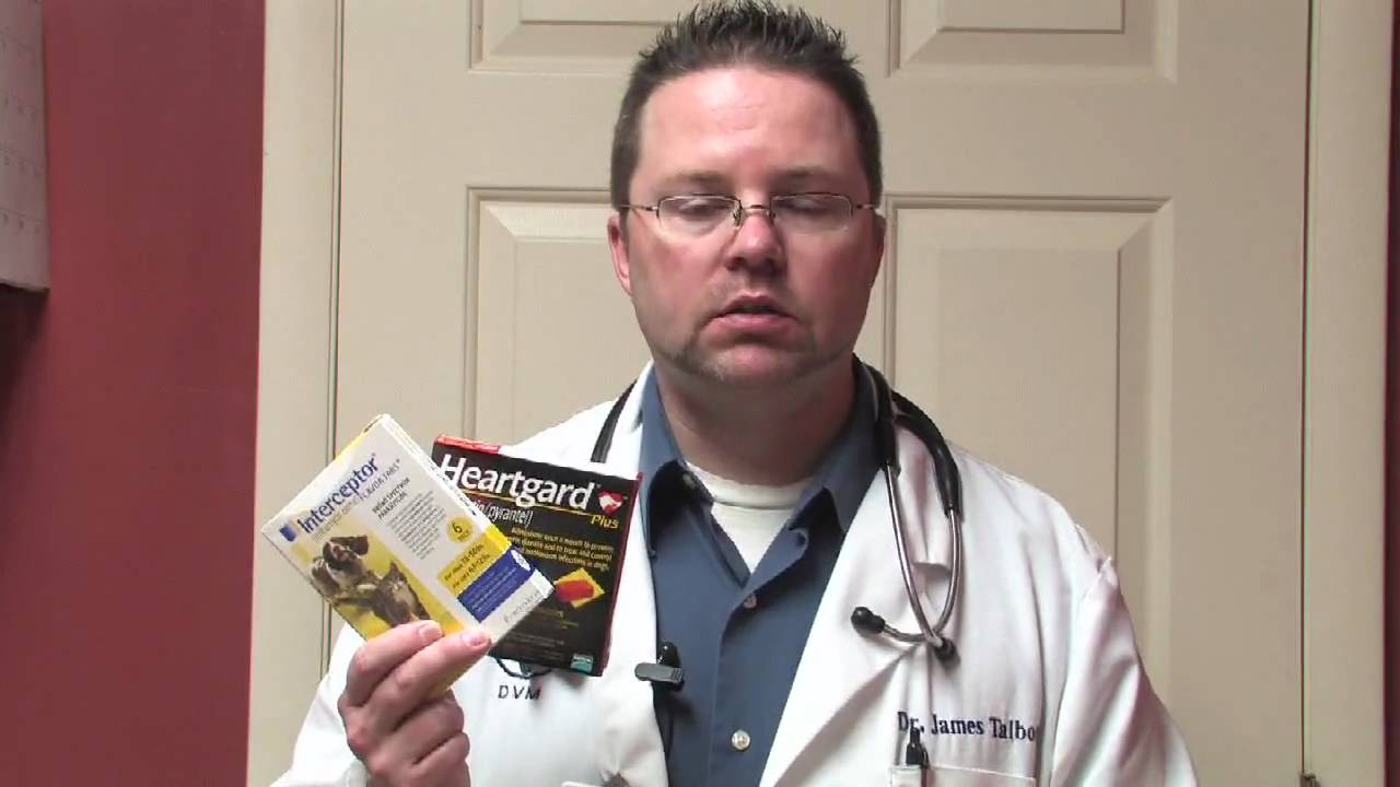 Canine & Feline Diseases : Heartworm Medication Complications