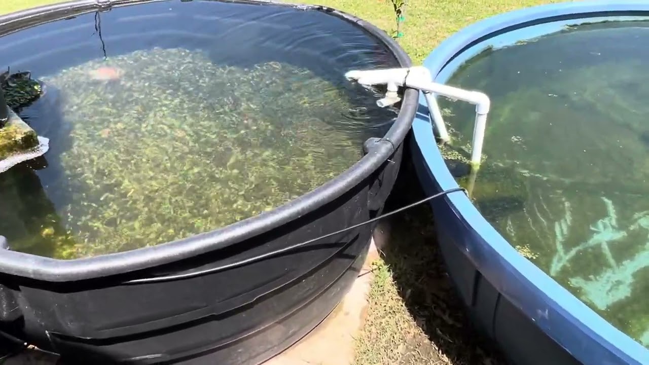 Merging 625 gallons & 300 gallons together for low quality Koi