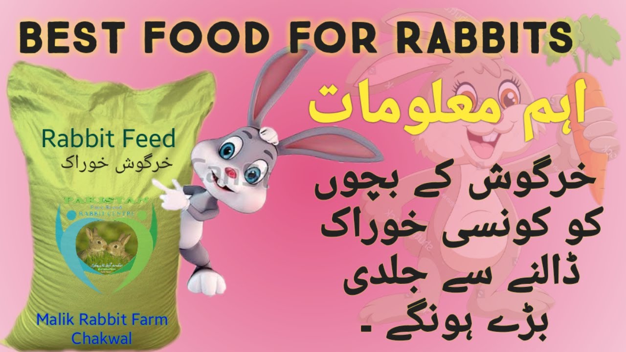 RABBIT FEED || Bunies Feed || What FEED || How Much Daily Need || Malik Rabbit Farm