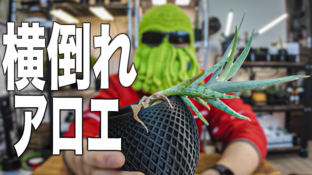 横倒れアロエを植え替えてしまおう！