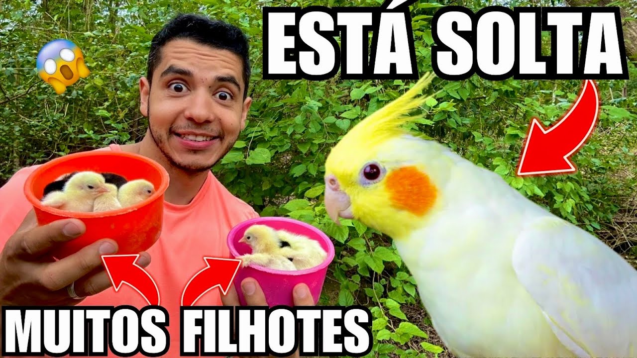 Nasceram muitos Pintinhos de Ko-Shamos | Tem uma Calopsita SOLTA | Aves Recriar 
