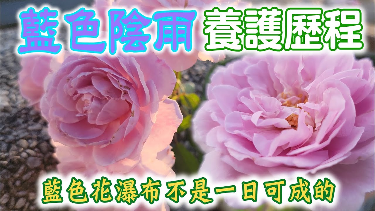 藍色陰雨終於來花苞啦！藍色花瀑布艱辛養成之路【心情筆記】Rainy Blue Rose