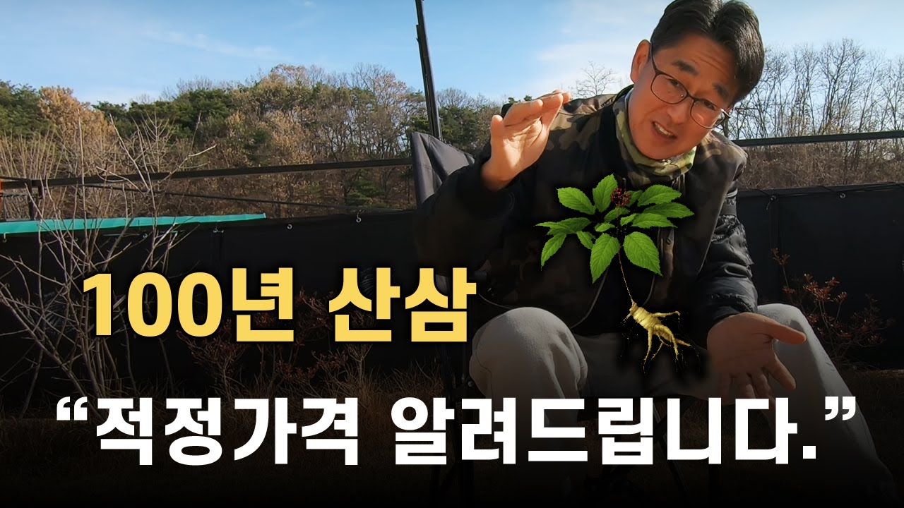 100년 된 산삼! 대물 산삼! 가격의 진실