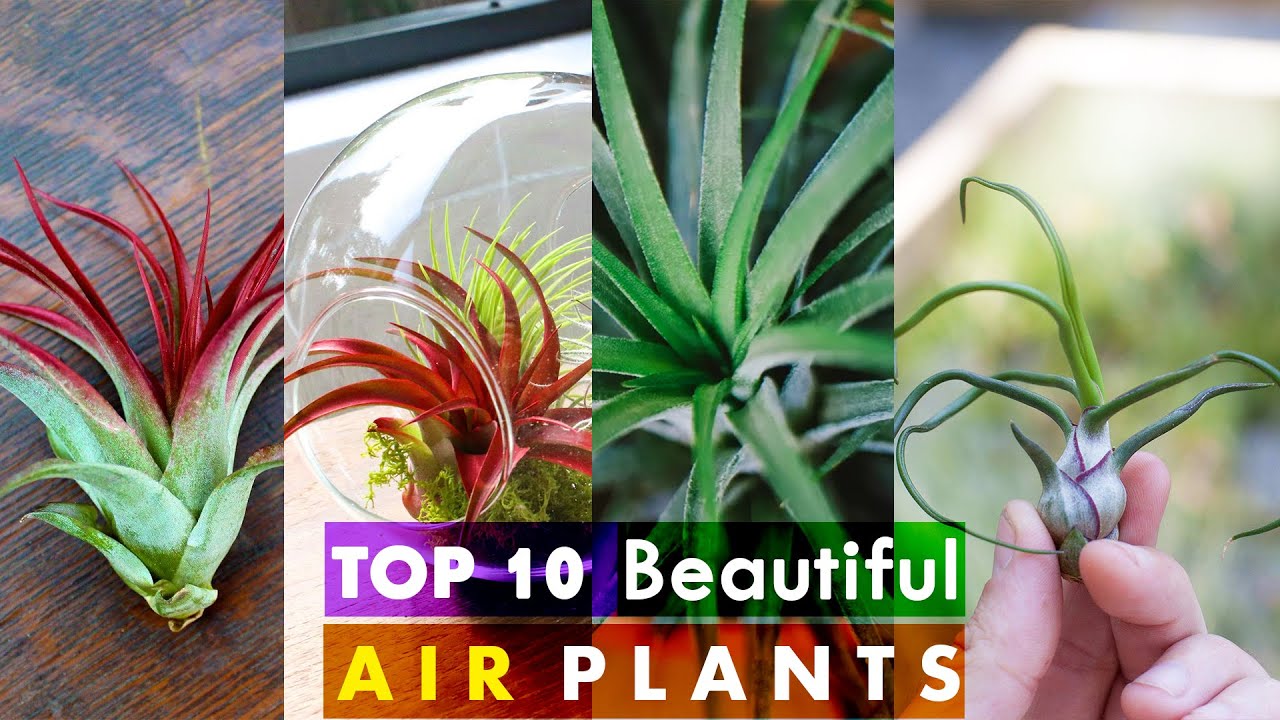 Top 10 Most beautiful Air plants | Air plants for beginners | Air plant ideas