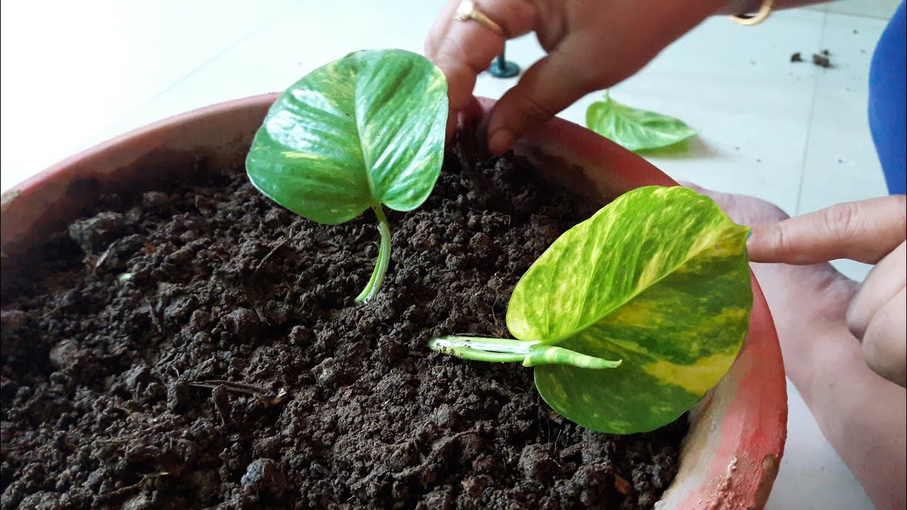 How to Grow Money Plant in Soil || How to get more plants from one cutting ||19 July, 2017