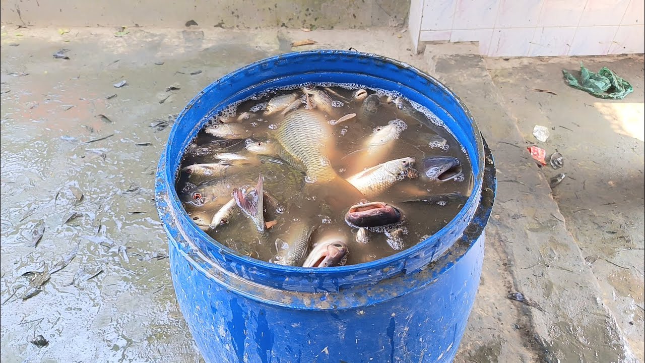 মাছ ধরার শেষ মুহূর্তে। বেশি মাছ পাওয়া যায় নাই 