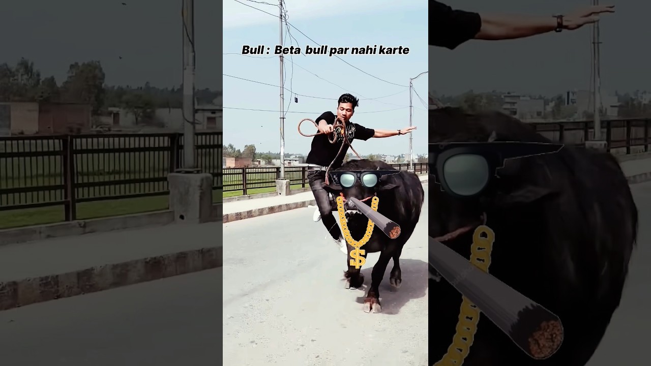 Bull rider blog #funny #dance #comedy #desi #cow #youtubepayment #millionviews #bull #new