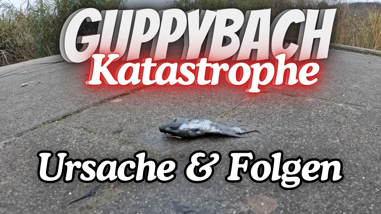 Katastrophe im GUPPYBACH - Das war die Ursache des Fischsterbens