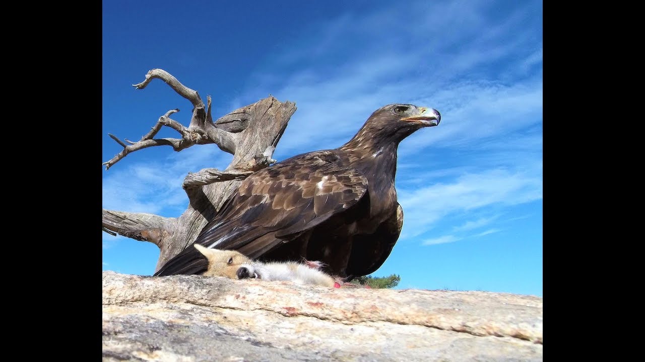 EL ZORRO Y EL ÁGUILA PARTE III DESENLACE FINAL