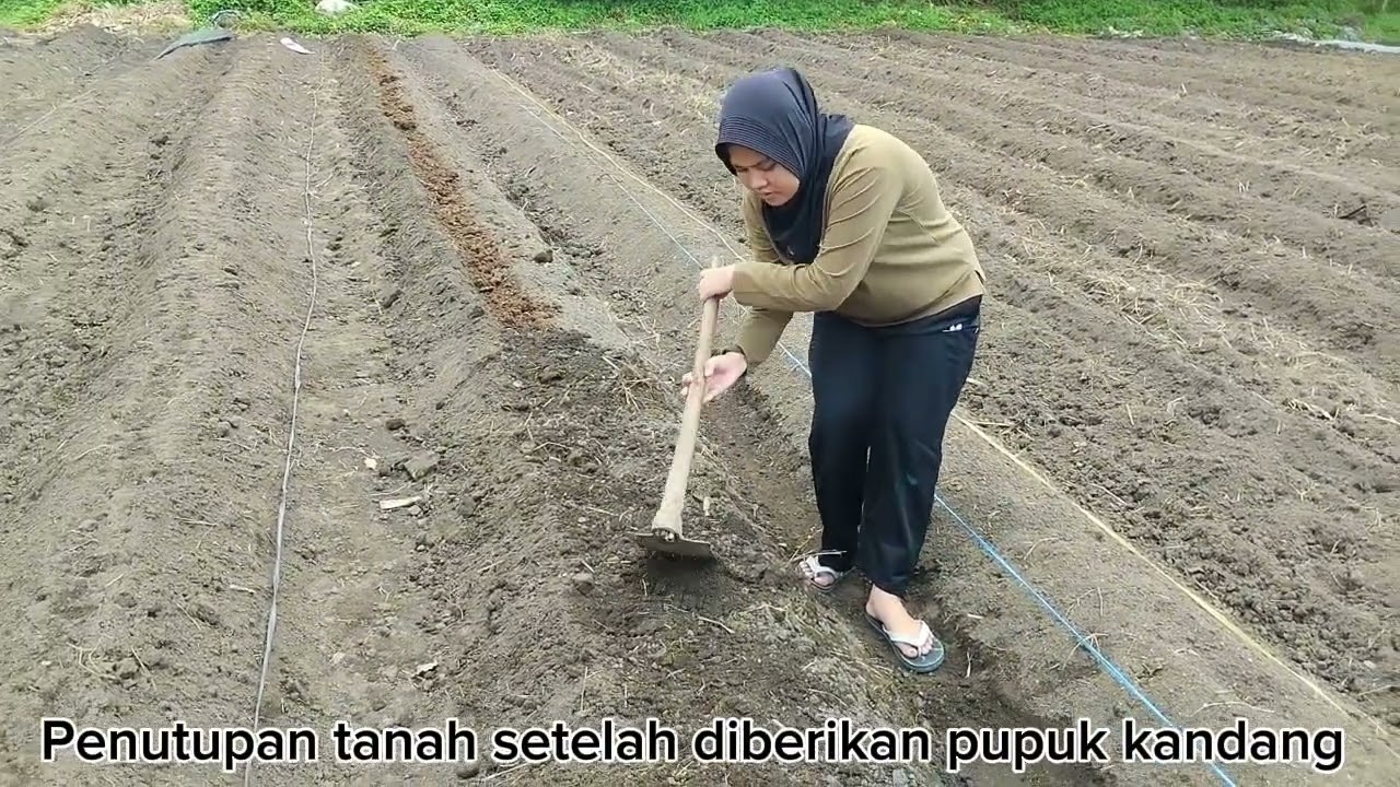 Hanna Rizanti _ Pekan 2 _ Sawi Samhong