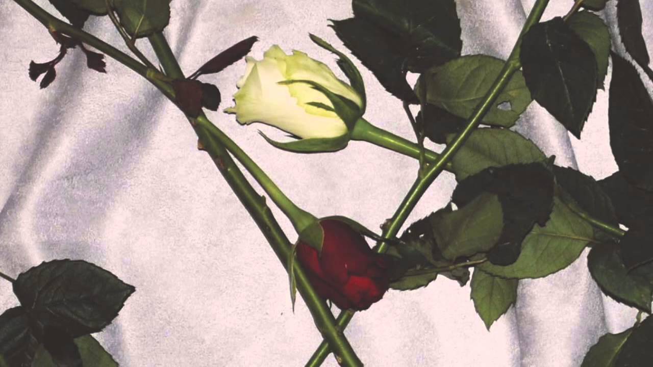Chain Of Flowers - 'Death's Got A Hold On Me' (Official Audio)