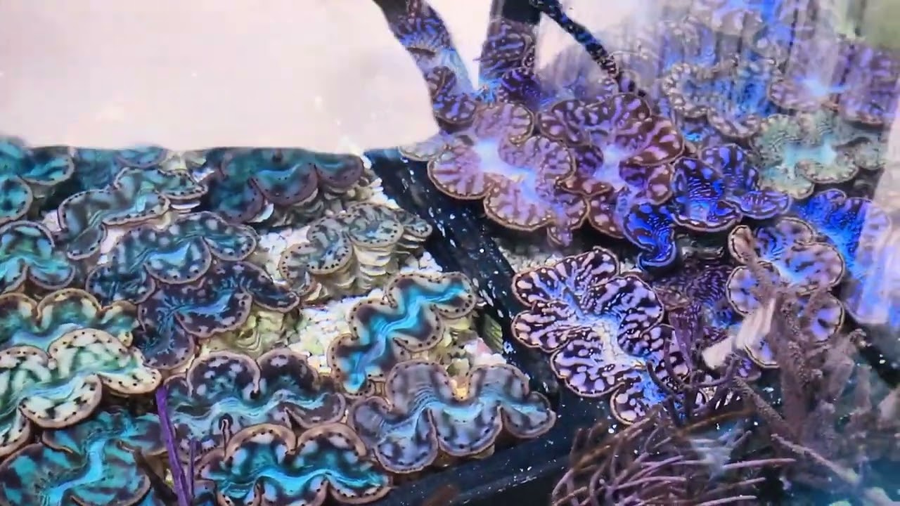Cultured Tridacna Clam Update at Pacific East Aquaculture Dec 26, 2023