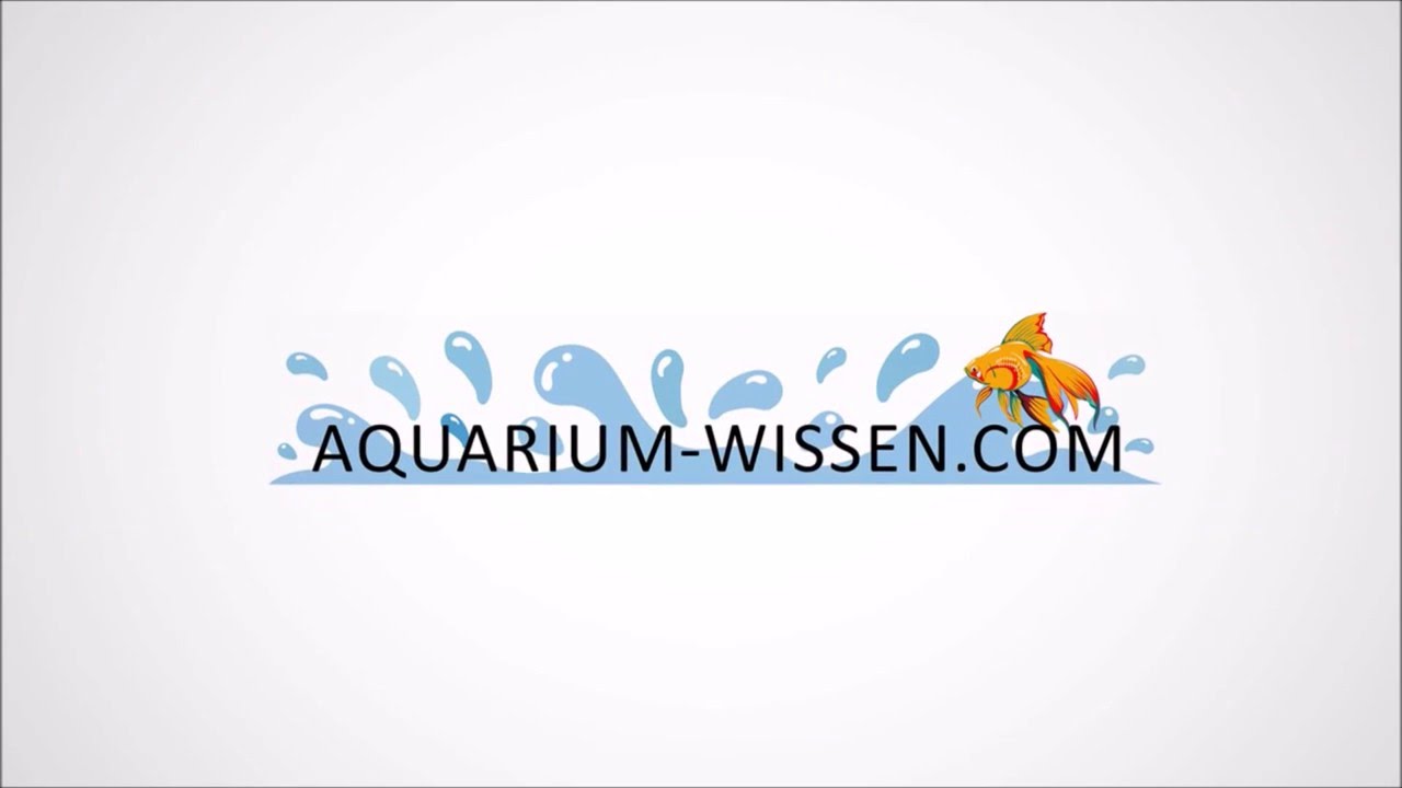 38 Javafarn &ndash; Microserum pteropus