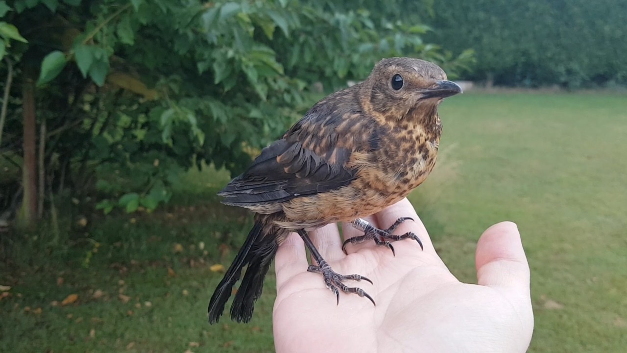 Young Common Blackbird release