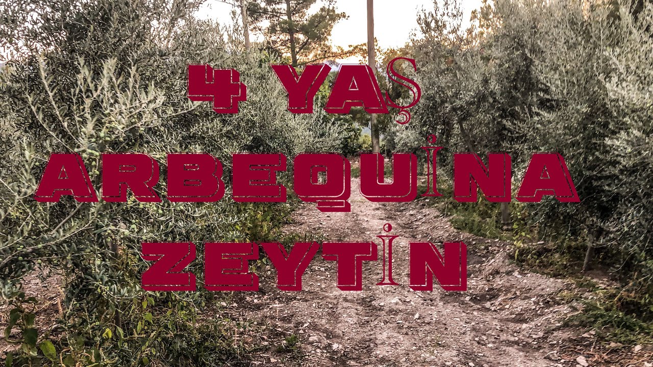 4 YAŞINDA ARBEQUİNA(ARBEKUNA) (İSPANYOL ) ZEYTİN BAHÇESİ #arbequina #zeytin