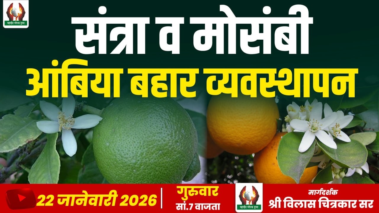 संत्रा व मोसंबी आंबिया बहार व्यवस्थापन