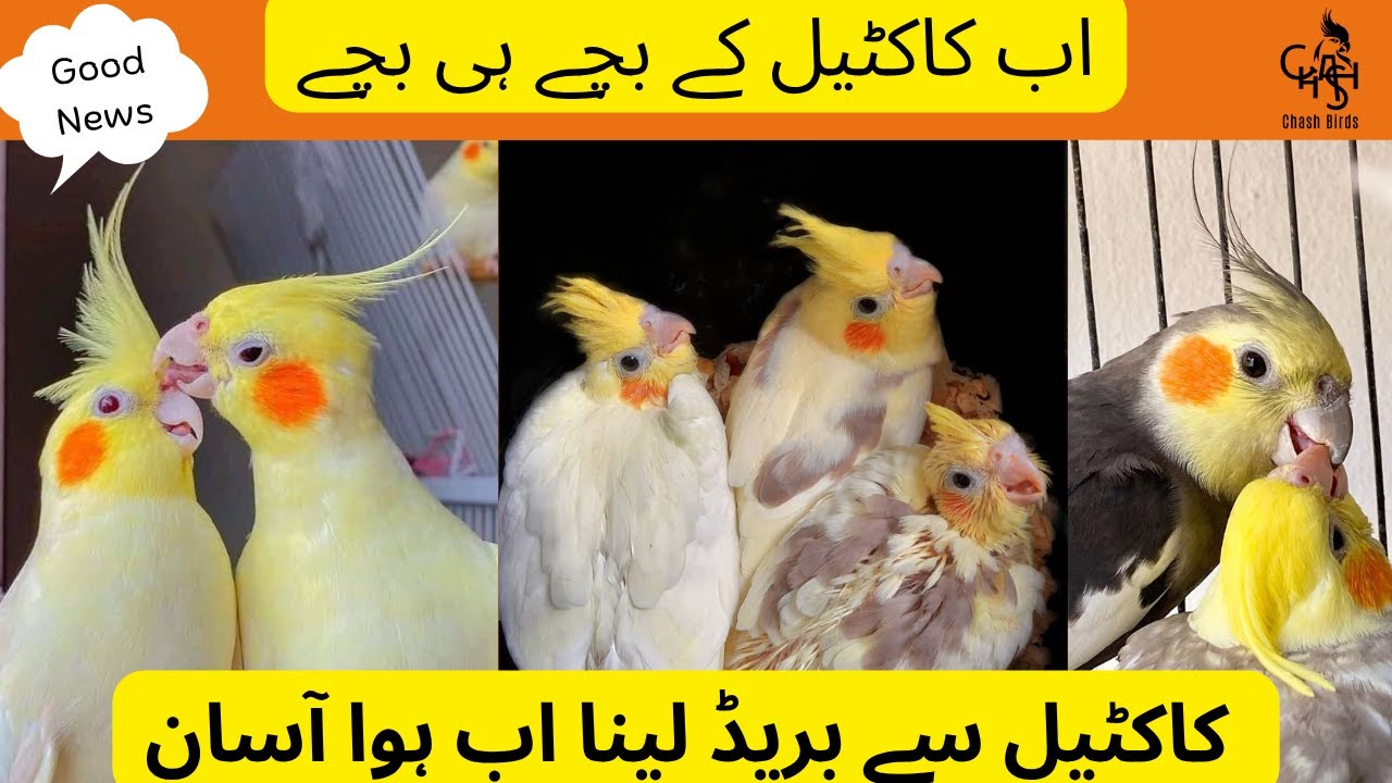 How to Make Cockatiels Breed Fast | Cockatiel Breeding Tips | Cockatiel Breeding Season in Pakistan