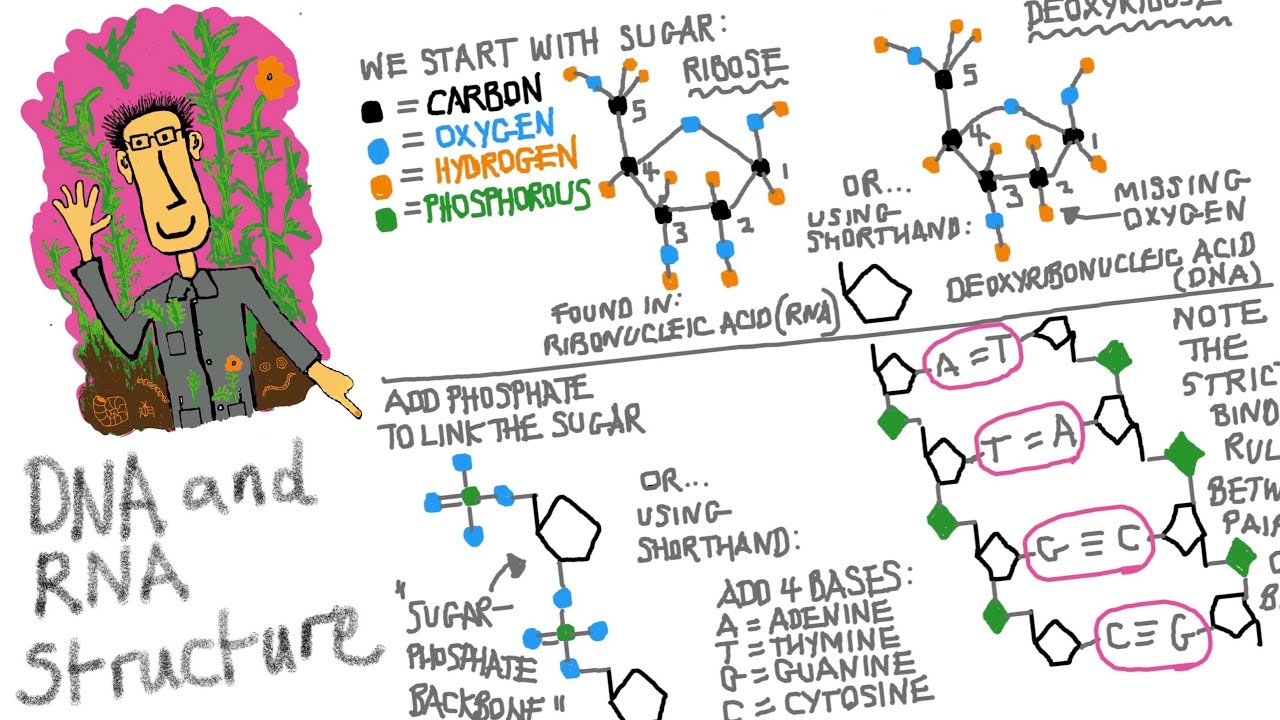 DNA and RNA structure: what is the difference between DNA and RNA?