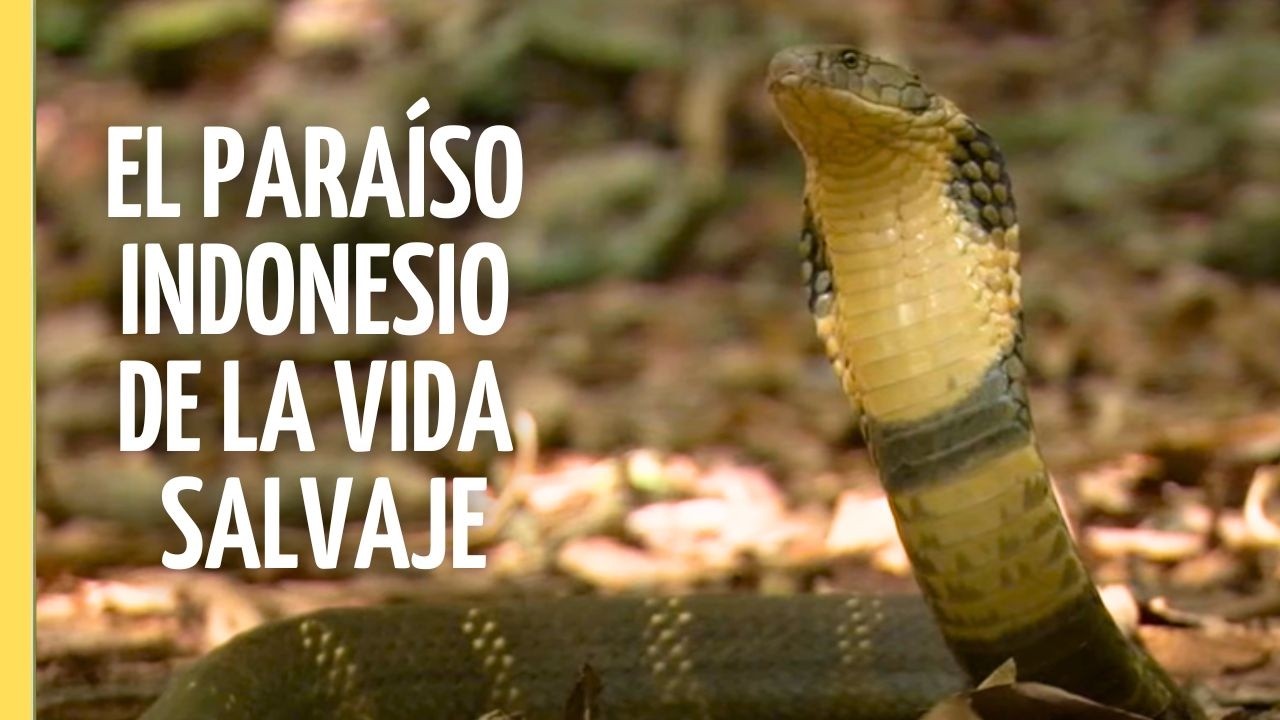 Paraíso Natural Único en Indonesia | Episodio Completo