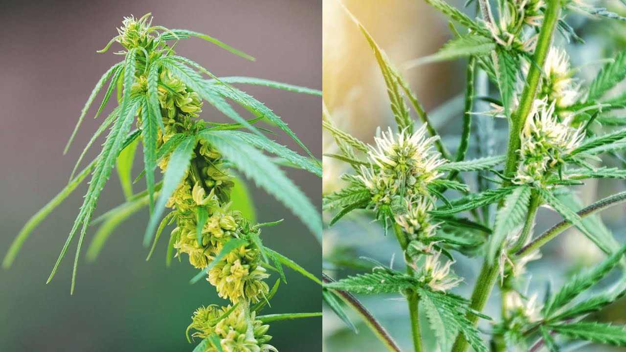 Como Identificar Um P&eacute; De Maconha Macho !