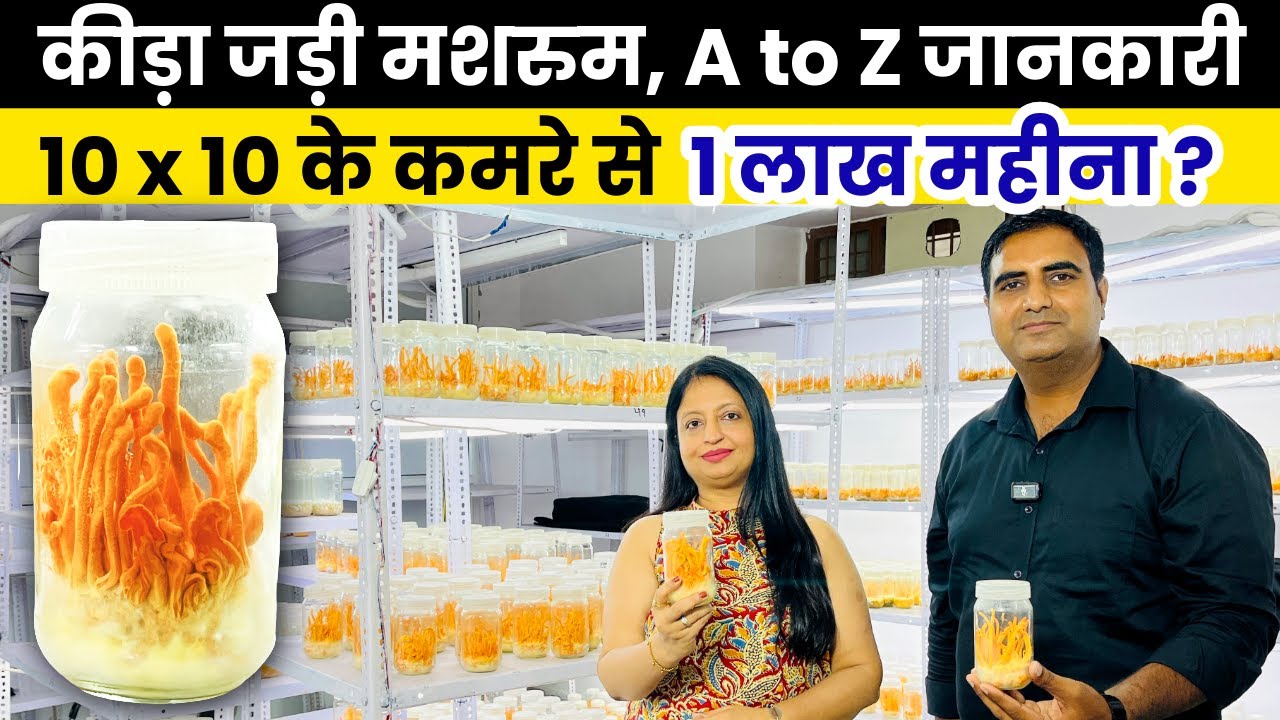 1 लाख वाली जॉब से बेहतर है कीड़ा जड़ी मशरुम की खेती | Cordyceps militaris | Himalayan viagra |