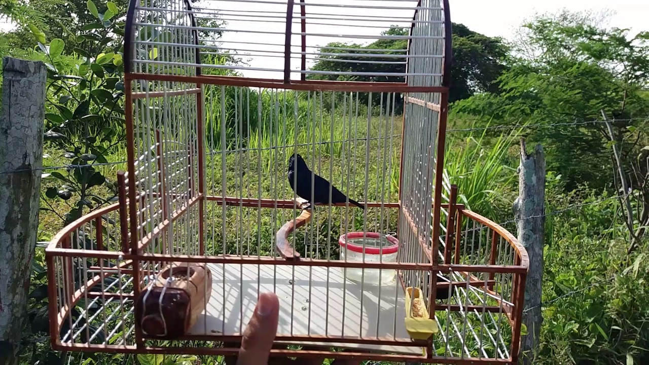 Canto de chirrio o pirra, tiziu agresivo