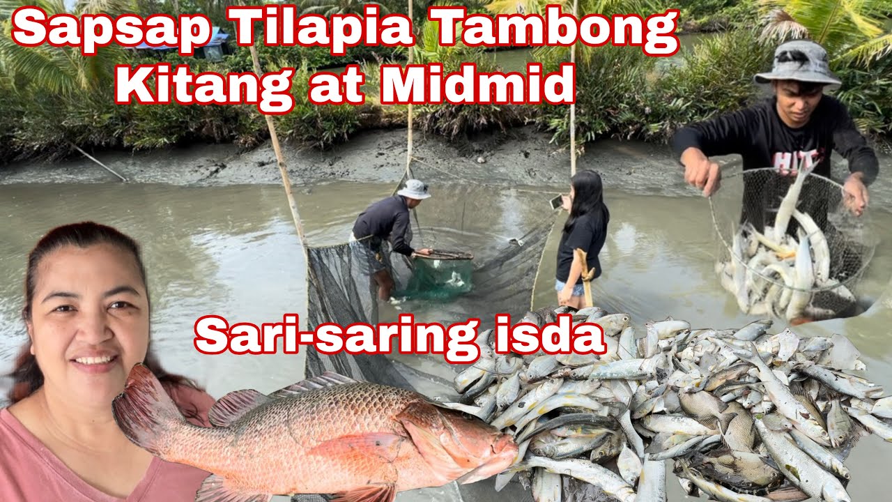 Maraming huling Tilapia Sapsap Tambong at Midbid sa Palaisdaan