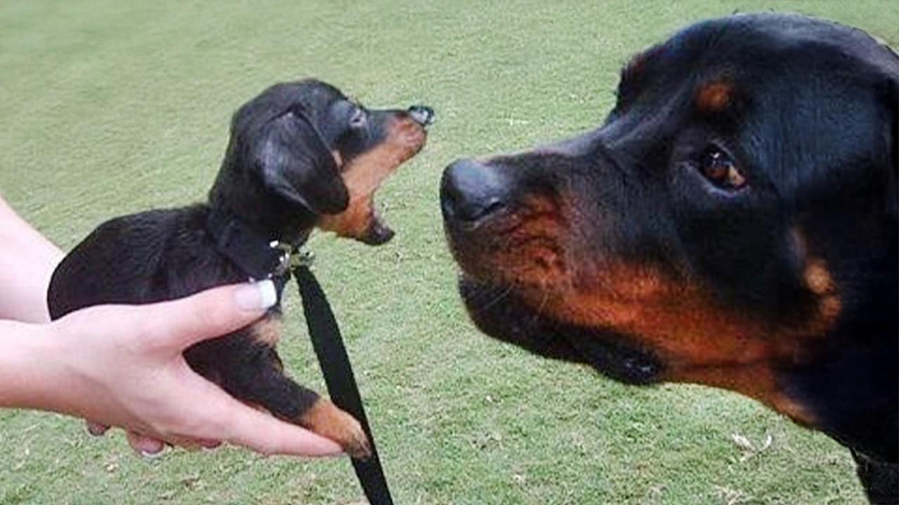 Funny Puppies Facing a Big Dog for the First Time Ever! 🤣Funniest DOGS Video!