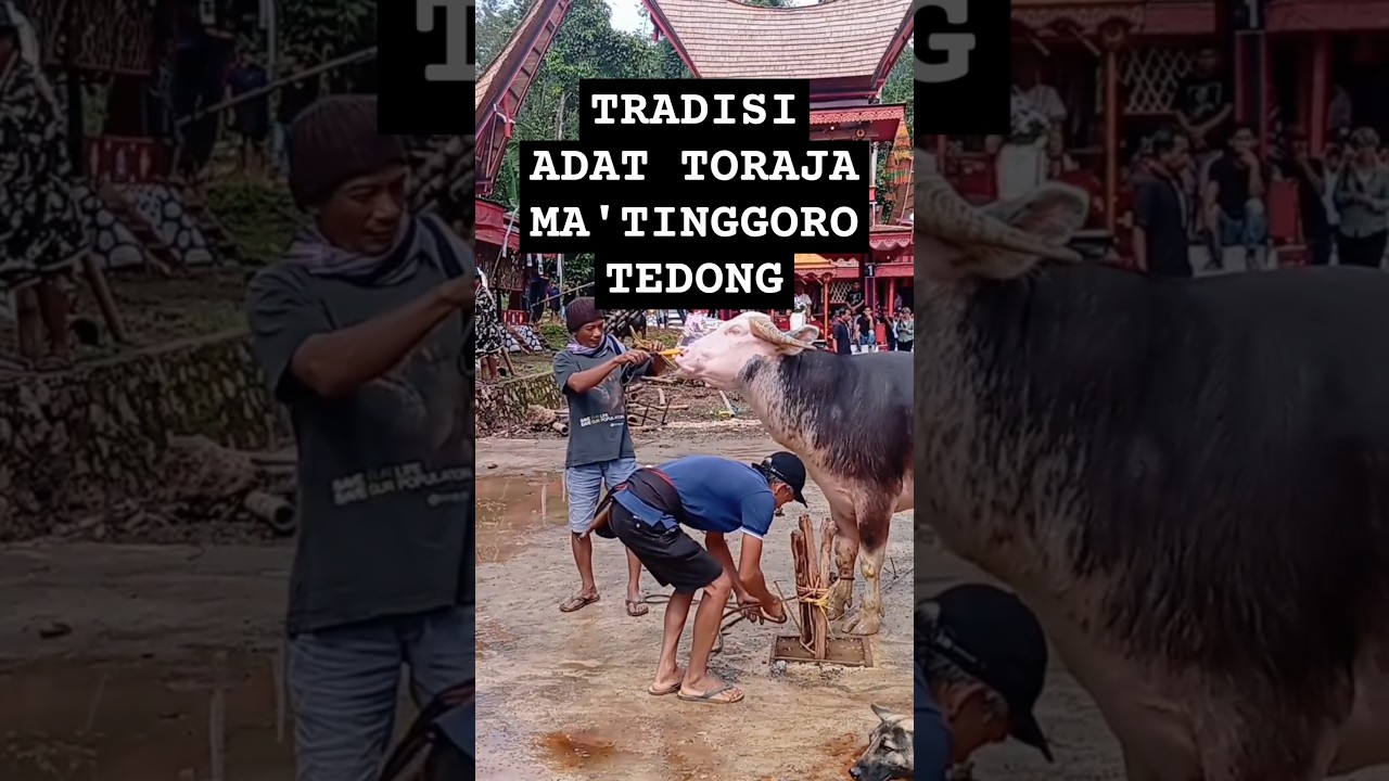 Cara Kurban Kerbau Toraja|Ma'Tinggoro Tedong|Upacara Adat Rambu Solo' Toraja #culture #buffalo