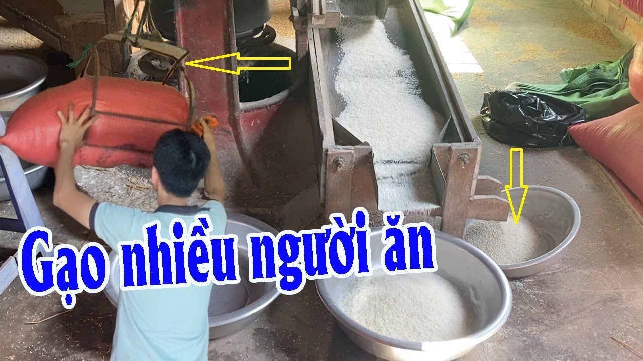 Nhà Máy Sản Xuất Hạt Gạo Cho Nhiều Người Ăn | Góc Miền Tây #568
