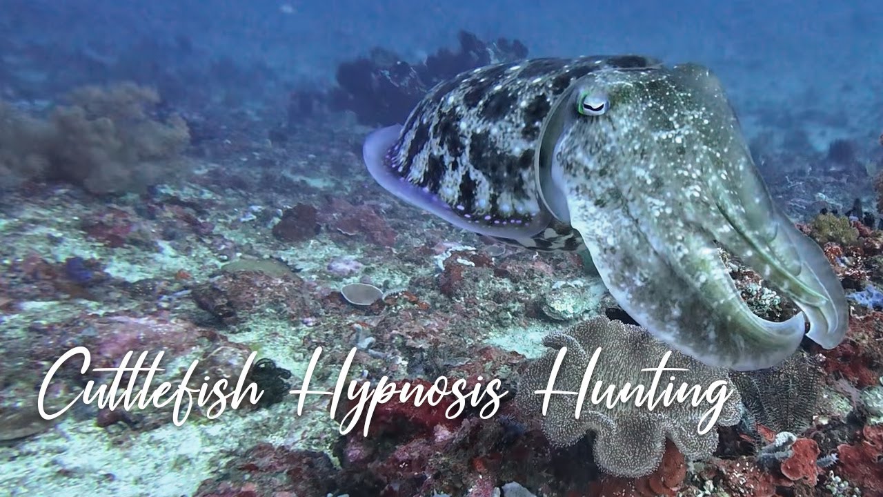Cuttlefish Hypnosis Hunting: How These Illusionists Catch Prey in Plain Sight