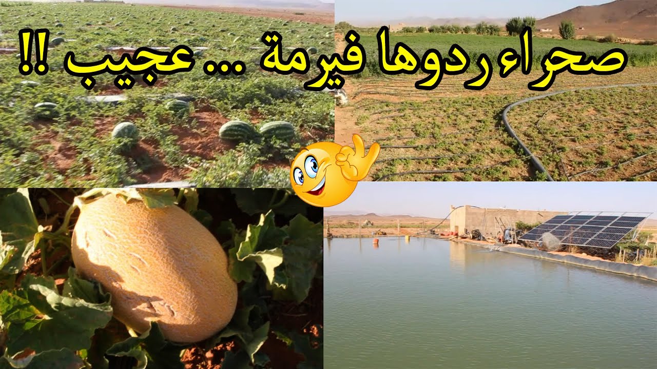 سبحان الله نعمة الماء الصحراء ردوها فيرمة مقطع يستحق المشاهدة من اقليم تنغير