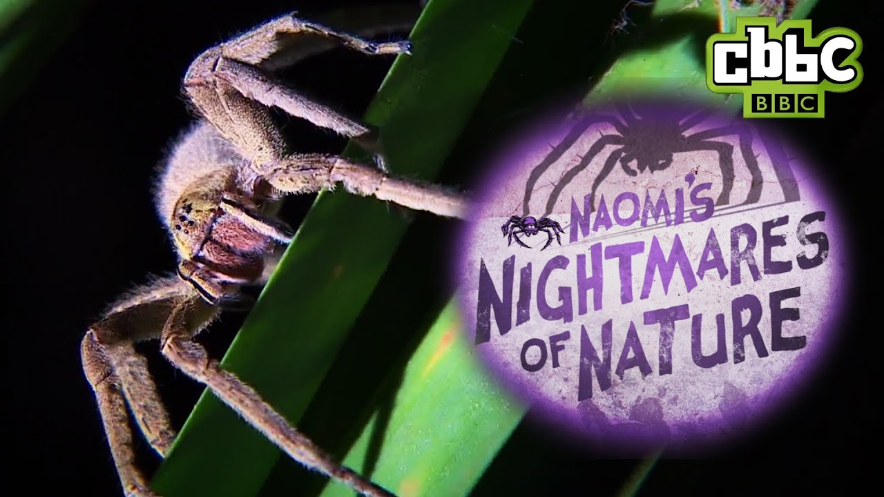 CBBC: Naomi's Nightmares of Nature - Scary Spiders