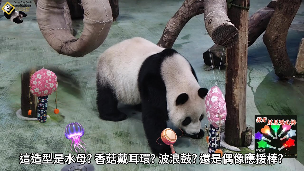 20240404 圓仔兒童節獲得波浪鼓造型偶像應援棒禮物，玩咖懂玩灑得滿身木屑雪花 The Giant Panda Yuan Zai