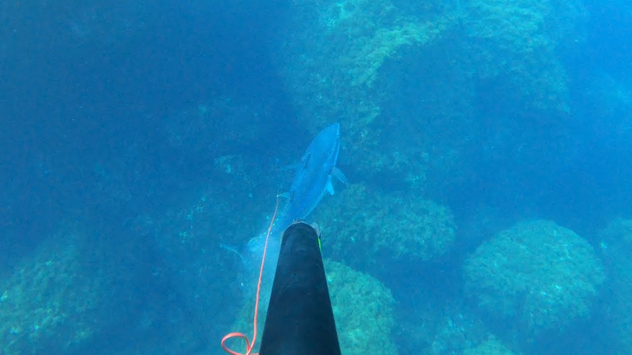 PESCA SUB nel bassofondo con TONNO ENORME FINALE