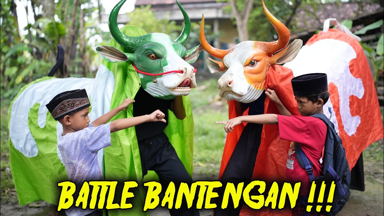 ngaji dulu baru MAIN BATTLE BANTENGAN SAPI MBEROT KALAPAN