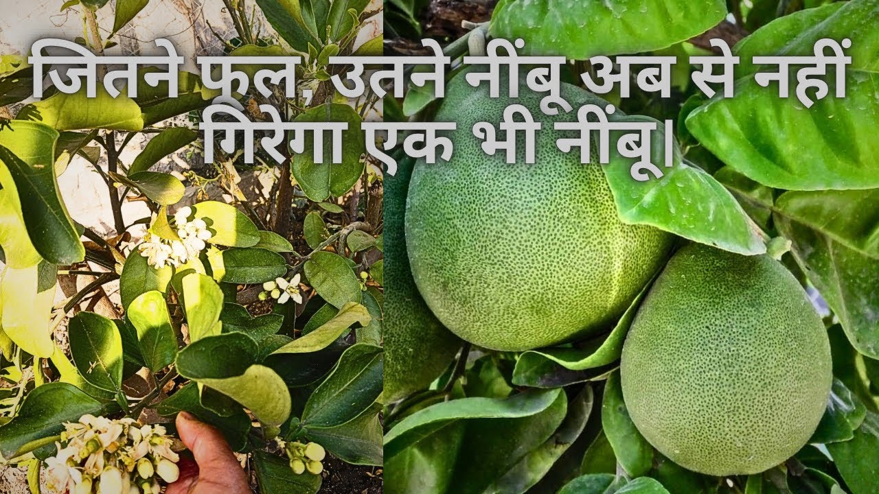 नींबू के हर फूल से बनेगा फल, बस थोड़ी देखभाल और ढेर सारा नींबू।
