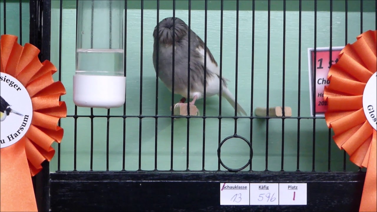 Glosterdag Harsum 2018