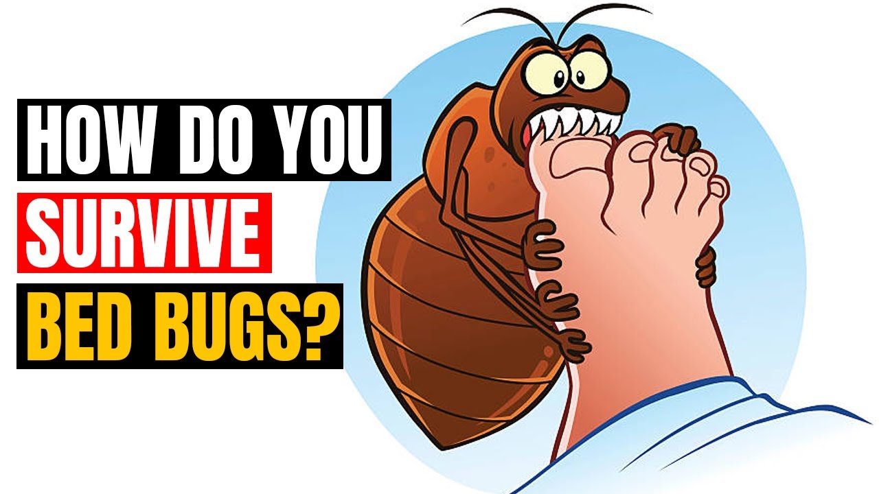 How To Survive Bed Bugs