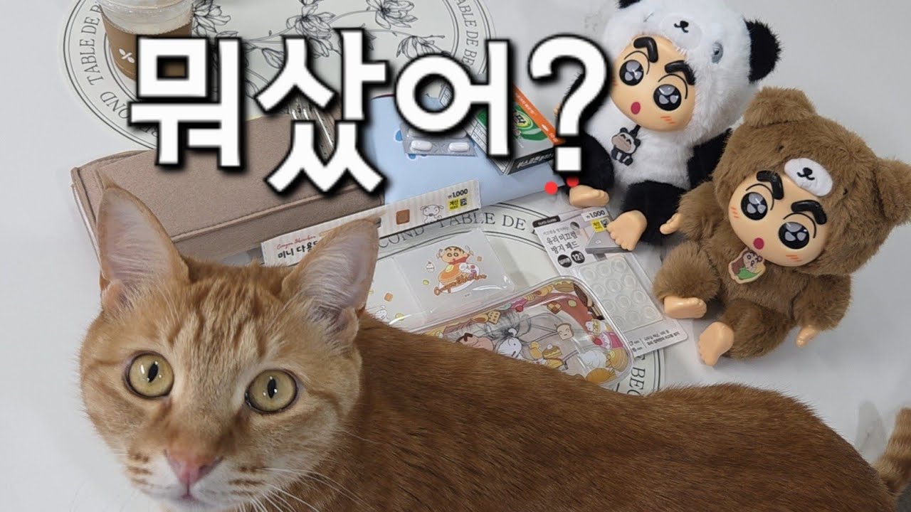 고양이와 다이소 물건 정리하기, 압력밥솥은 왜 어려울까, 늦잠 자는 집사 일상 | 살아가는 쵸가네