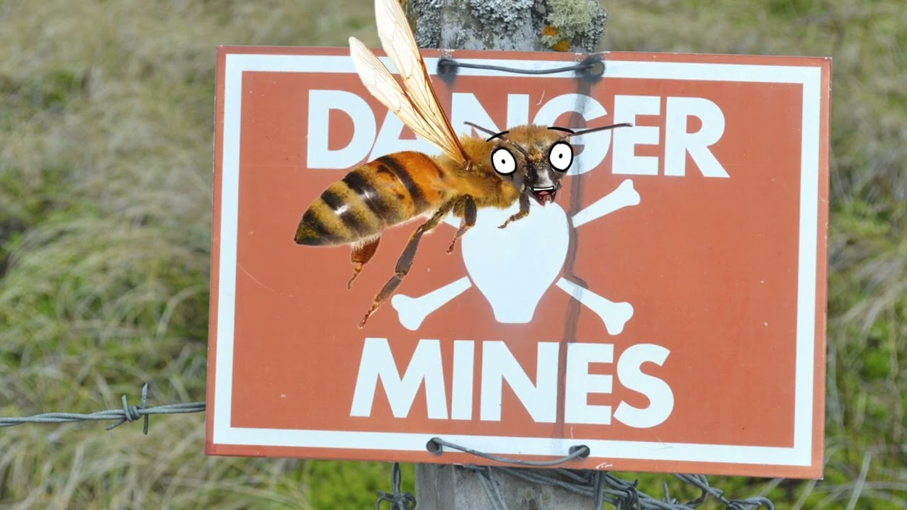 Bees find bombs!
