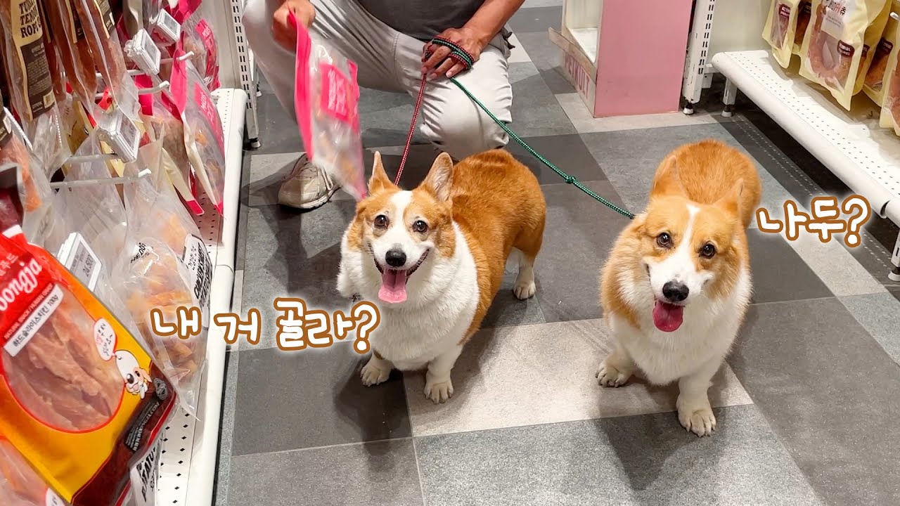 (ENG) 자식들 선물 사러 백화점에 간 엄빠 웰시코기
