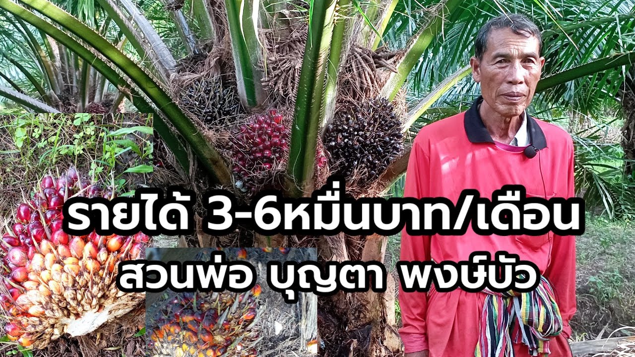 ปลูกปาล์มในนาข้าว สร้างรายได้ 3หมื่น-6เหมื่นบาท/เดือน ในพื้นที่10ไร่ ตอนทำนาข้าวได้6พัน/ปีเท่านั้น