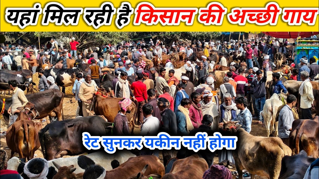 यहां मिल रही है किसान की सस्ती गाय | Cow Market | Buffalo Market | Pashu Mandi