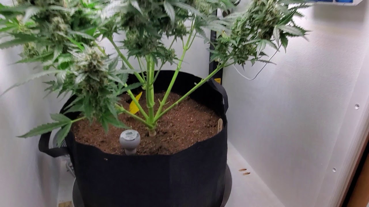 BlumenBot DZ1 Stealth Micro Grow Cabinet - Testing Update